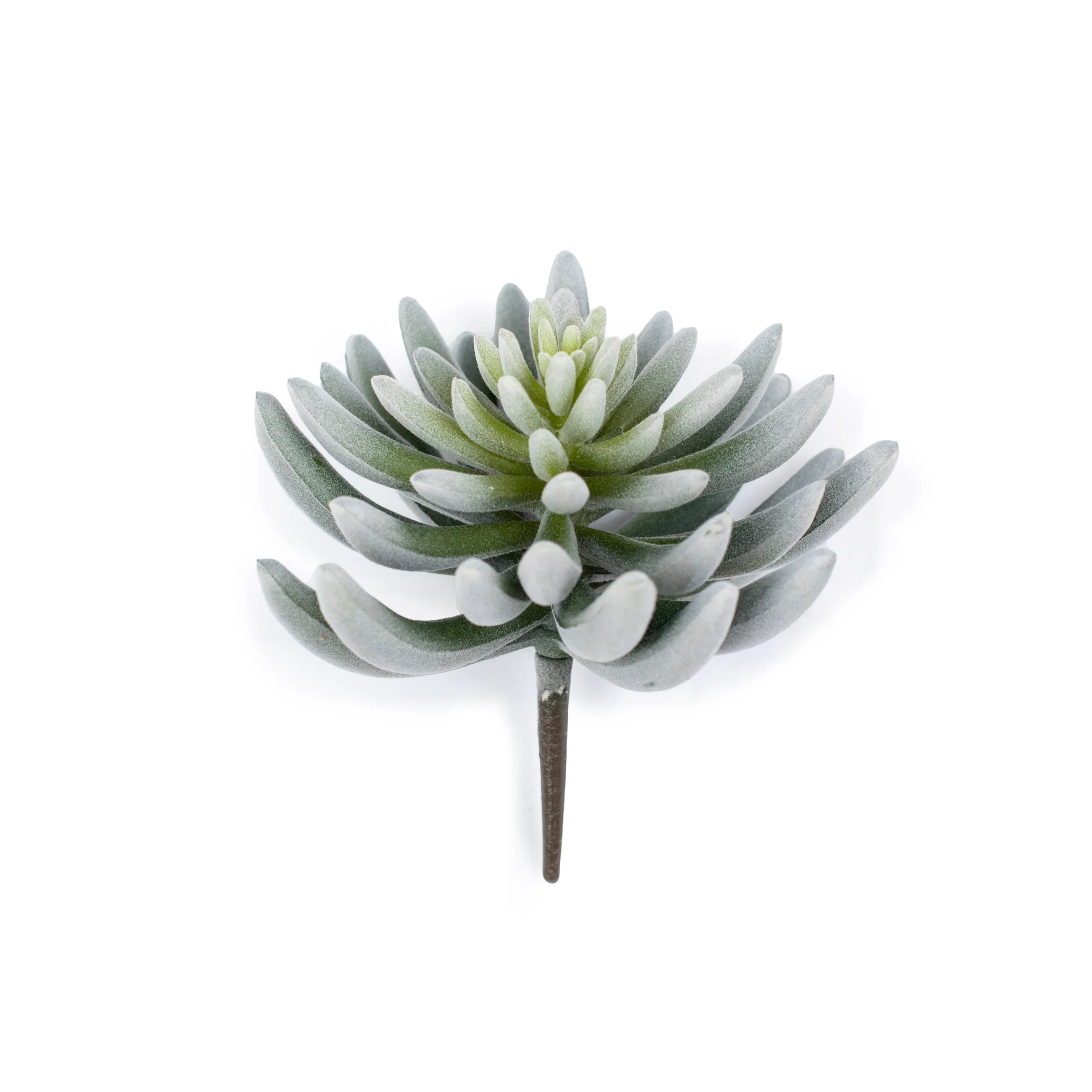 soft succulent plants ***Succulent Stem #4 | Sugarboo & Co
