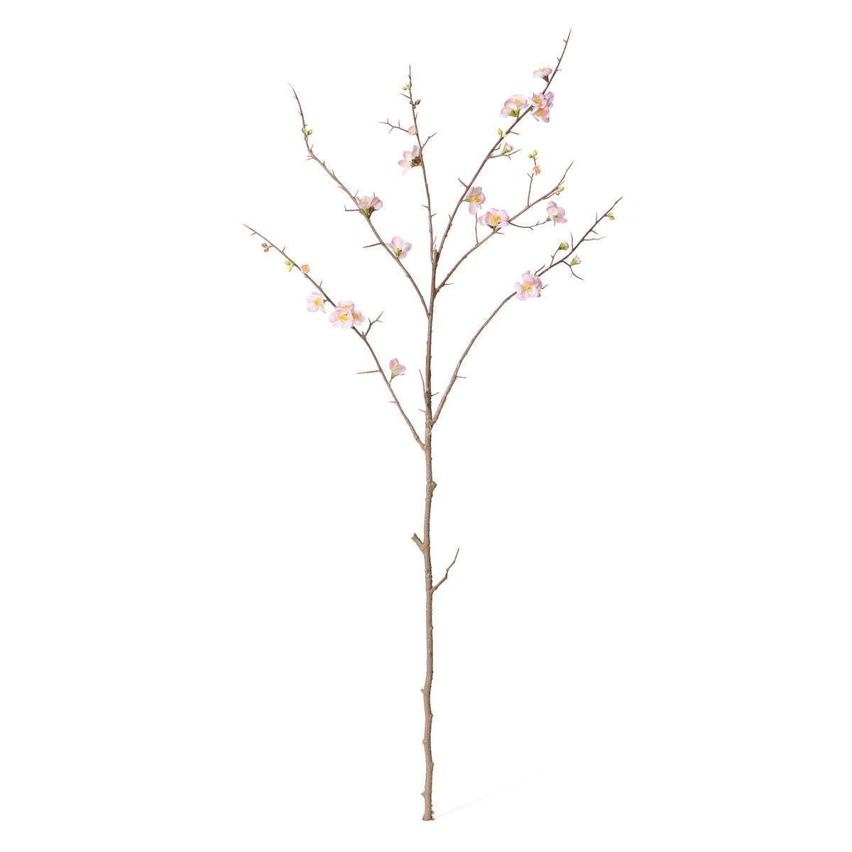 Quinn Blossom Branch