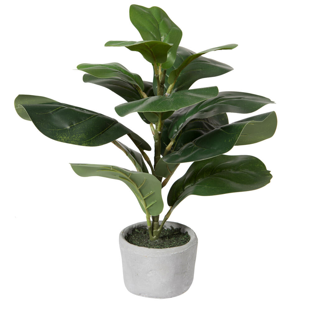 bunnings fiddle leaf fig Vickerman Fm224001 17" Green Fiddle Leaf Fig Plant in Pot