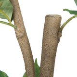 Potted Nandina Tree