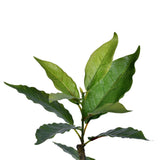 Potted Nandina Tree