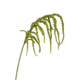Amaranthus Stem