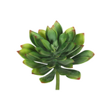Green Succulent