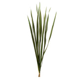 18-30" Basil Snake Grass