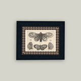 Various Insects Art