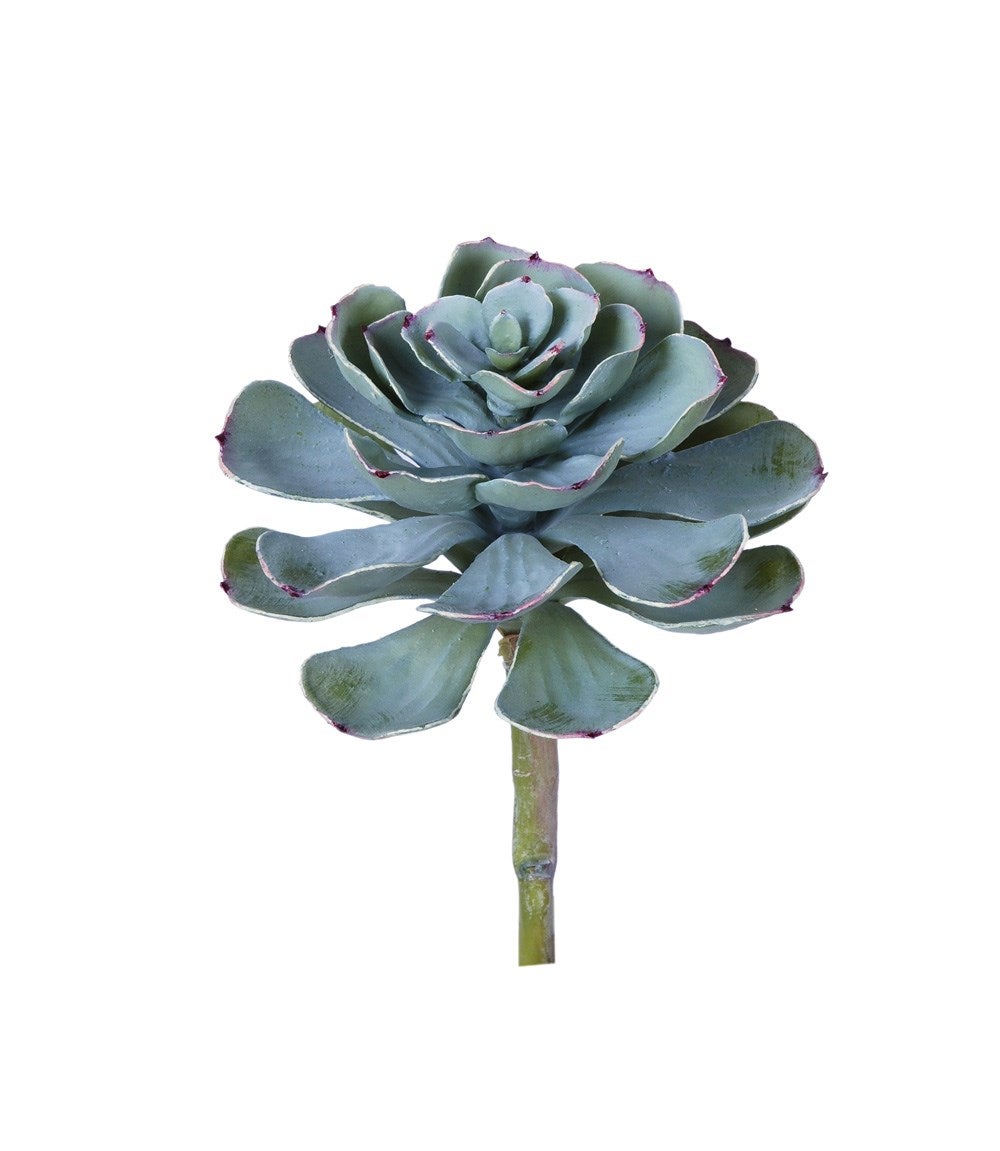 8.5" Echeveria Imbricata