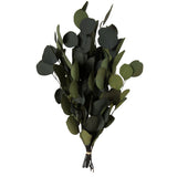 Eucalyptus Pop Green Bundle