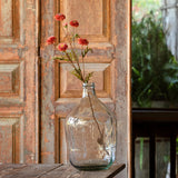 Aster Salmon Stem