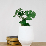 White Terra Cotta Vase