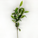 Osmanthus Stem