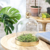 Gold and Glass Cloche