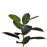 The Audrey Tree