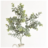 Eucalyptus Stem