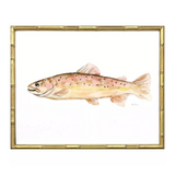 Colorful Trout