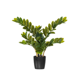 Zamifolia Bush