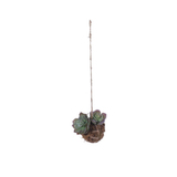 Succulent Moss Ball Hanging