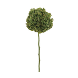 Skimmia Spray
