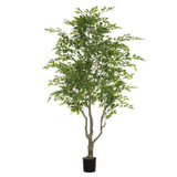 Ficus Tree