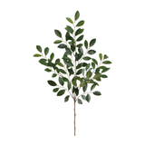 Ruscus Spray