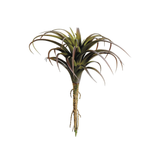 Tillandsia Burgundy Succulent