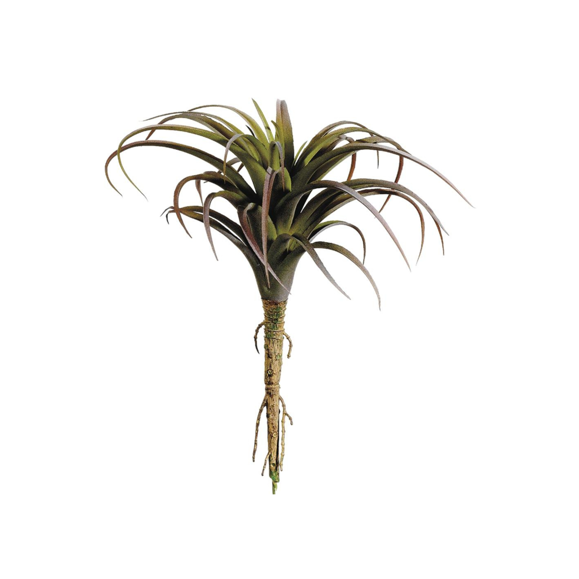 are tillandsia succulents Tillandsia Burgundy Succulent – Accent Prone