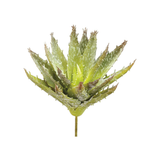 Faded Aloe Succulent