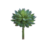 Green Gray Echeveria Succulent