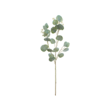 Green White Eucalyptus Stem