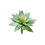 Green Yellow Echeveria