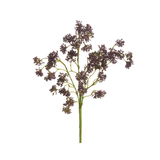 Plum Sedum Stem
