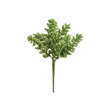 Green Sedum Succulent