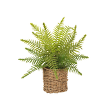 Boston Fern Basket