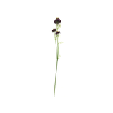 Midnight Scabiosa Stem