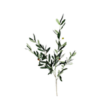 Spanish Olive Branch