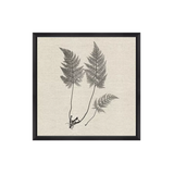 Modern Ferns I Art