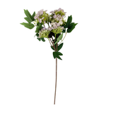 Lace Cap Hydrangea Blush Stem