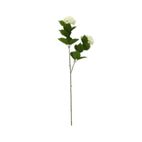 Native Hydrangea Stem