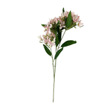 Pink Heavenly Jasmin
