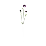 Amethyst Scabiosa Stem