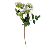 Lace Cap White Hydrangea