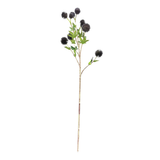 Blue Globe Thistle Stem