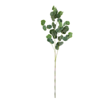 Silver Dollar Eucalyptus