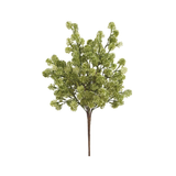Cream Green Sedum Pick