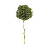 Skimmia Stem