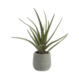 Aloe Potted Plant