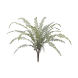 Woodland Fern Bush
