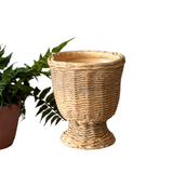 Small Cement Planter