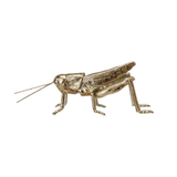 Golden Grasshopper