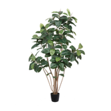 Rubber Tree