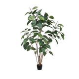 Rubber Tree